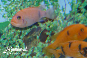 Metriaclima Estherae OB (5-7cm)