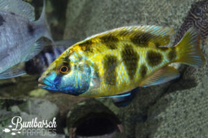 Nimbochromis Venustus (8-10cm)