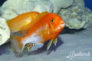 Pseudotropheus Lightfire (5-7cm)