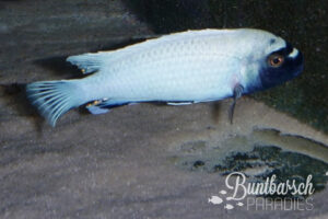 Pseudotropheus Polit (6-7cm)