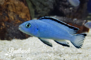 Pseudotropheus Socolofi  (7-8cm)