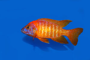 Aulonocara Red Rubin