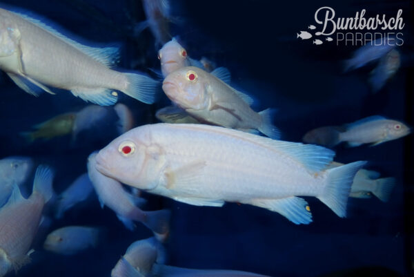 Pseudotropheus Socolofi Snow White (albino) Zuchtgruppe