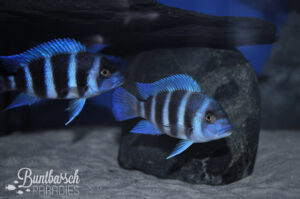 Cyphotilapia Frontosa BLUE ZAIRE Moba (10-12cm)