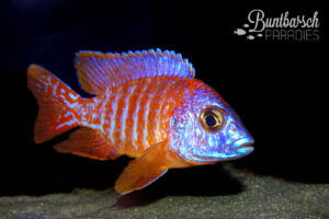 Aulonocara Red Rubin (5-6cm)
