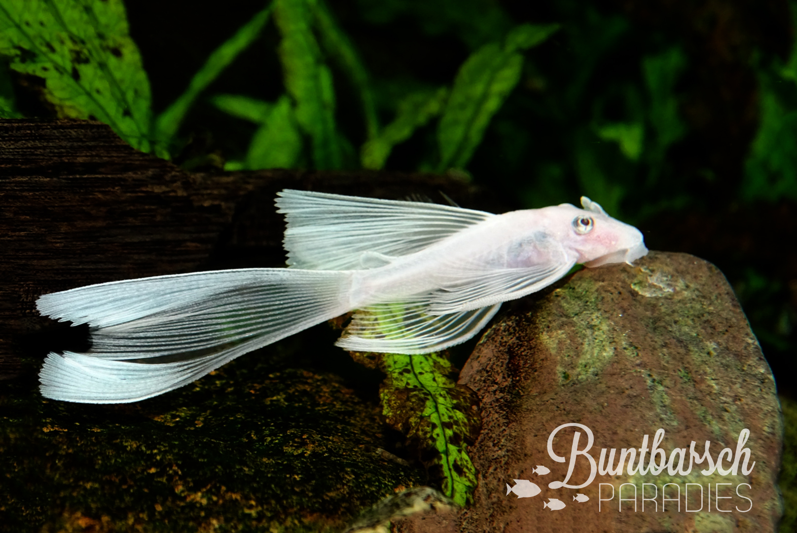 ancistrus-l144-snow-white-longfin-3-4cm