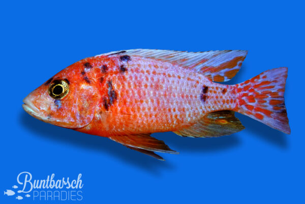 Aulonocara Marmelade Cat "PINK" (7-8cm)