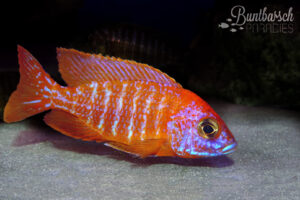 Aulonocara Red Rubin (6-7cm)