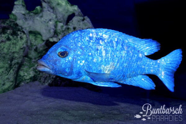 Placidochromis Phenochilus Tanzania (11-13cm) "glitzernd"