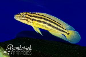 Julidochromis Malagarasi